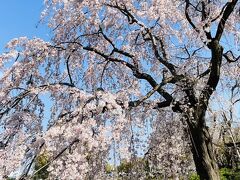 時間がなくて手前の方しか行けなかったけど、山下公園で綺麗な桜を発見！