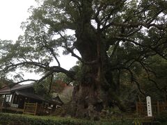 こちらが蒲生の大クスです。
樹齢千年を超える老木。
パワースポットです。