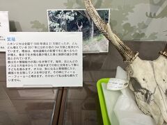 ビジターセンターの展示物
鹿の鳴き声、確かにうるさいんですよね～
阿蘇に住んでいた時、ドラマのセリフが鹿の鳴き声で掻き消されたことを思い出し妙に共感しました。