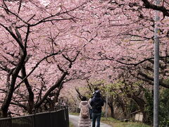 河津桜