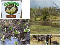 乗鞍高原のどじょう池と
オソメジッケ池の水芭蕉群生地、今は植生保護のため立ち入り禁止ですが
川岸から見ることはできます。