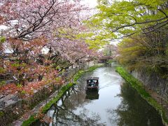 八幡堀
桜は落下盛んです。