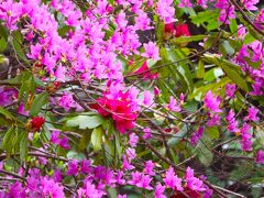 滋賀県立近江富士花緑公園
しゃくなげがきれいに咲いていました。