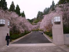 ミホミュージアム
しだれ桜は満開です。
しだれざくらからトンネルまでは無料で見学できます。