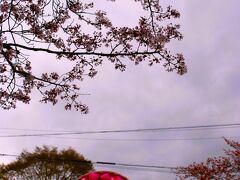 信楽駅の狸
桜バージョン
秋はマスクしていました。