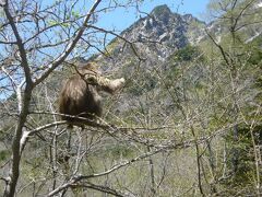 岳沢湿原の近くでお猿さんを見かけました。熊の糞らしいものも所々にあり、熊よけの鈴をつけてきた方が良かったかなと反省。