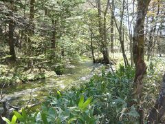 梓川の支流の一つ清水川です。ビジターセンターの手前辺りに清水橋が架かっていて橋の上から清流を眺めることができます。川底が見える透明度で一面に水草が生えていて、ゆらゆらと揺れているのを見ていると時間を忘れます。