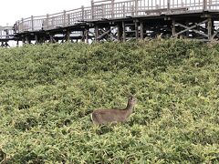 知床五湖の木道。鹿の親子がいました。気温8度、小雨で寒い。