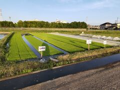 酒蔵のそばの田で苗が育てられ田植えの準備が進んでいた。
2023年度も山田錦、楽風舞、雄町がメインのようだ、