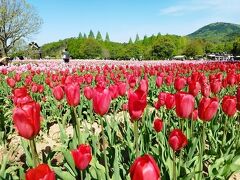 5月3日（祝）
朝起きて顔を洗いに行くと、なんだかチラシを渡されました。
見ると香山ラベンダーという花畑があるという。
道の駅でこういう活動をしているというのも珍しいかも。
車に戻ると夫も同じチラシをもらっていました(笑)
入園料が１割引になるみたいだから行ってみましょう。

ここ世羅町は広島のほぼ中央に位置した、世羅郡唯一の町。
気候が良いのか、花や果物の栽培が盛んです。
知らなかったけど花の町みたいだね。

ラベンダーの丘に行く途中、やたら花畑の看板が目に付く。
チューリップ畑もあるようなので行ってみることにしました。
世羅高原農場チューリップ畑
結構な広さの公園ですが、入園料がまさかの1200円。