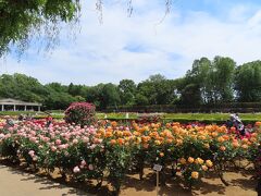 眼の前にひろがる　
広々とした薔薇の庭園に　びっくり