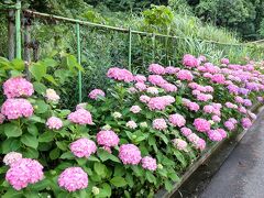 金沢八景島のあじさいがまだ早かったので野島公園(公園協会のブログで見頃と知り)海岸通りを紫陽花散歩。