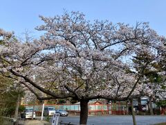 青葉山城の桜