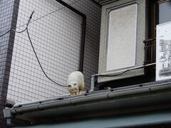 何故なら、越後屋本店の屋根の上には猫かと思ったら、オブジェだった