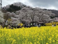 福島の花見山