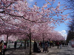 バスで中心地に戻る途中、王立公園で桜が満開だったので立ち寄ることに。
人がいっぱい&#128522;まさかストックホルムでお花見が楽しめるとは！きれい～！！