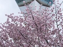 車で五稜郭へ向かいます。
まだ桜は３分咲きくらいでしたが
一番咲いてる桜の木越しに一枚。
