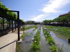 佐原から利根川を越えて、茨城県の潮来あやめ園にやってきました。こちらは入園料はない代わりに周辺の駐車場が有料です。