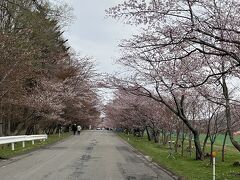 こちらも桜並木でした。まだ少し残っていてきれいでした。