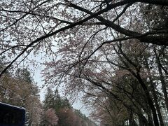 桜並木が続いていました。二十間道路桜並木と呼ばれ、桜の名所として有名だそうです。今年の桜はとても早くて散りかけています。しかも雨…