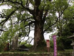 日本一の大クスと思えば