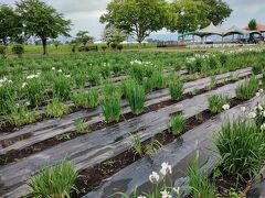 まだチョット時期が早く，咲いていない株も沢山ありました．