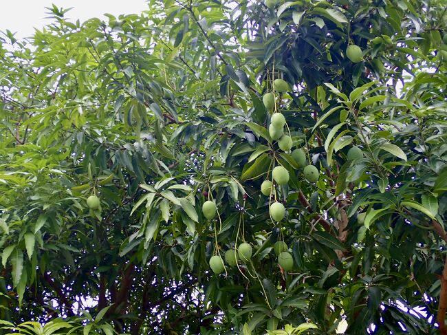 道端の木にはマンゴの実が成り、