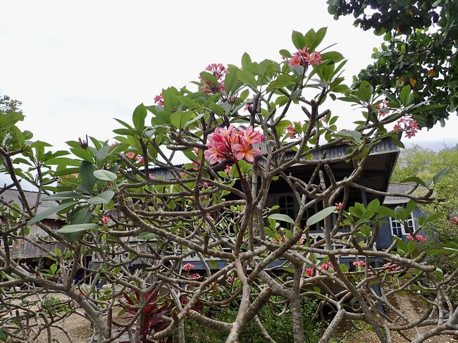 プルメリアの花が咲いていました。