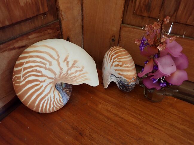 浜辺にあったと云う、オウム貝の貝殻が飾ってありました。