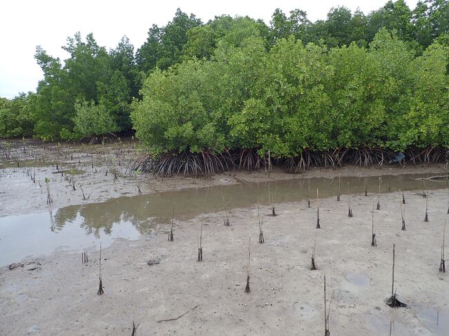 食事の後、マングローブ林を見ながら宿に戻ります。