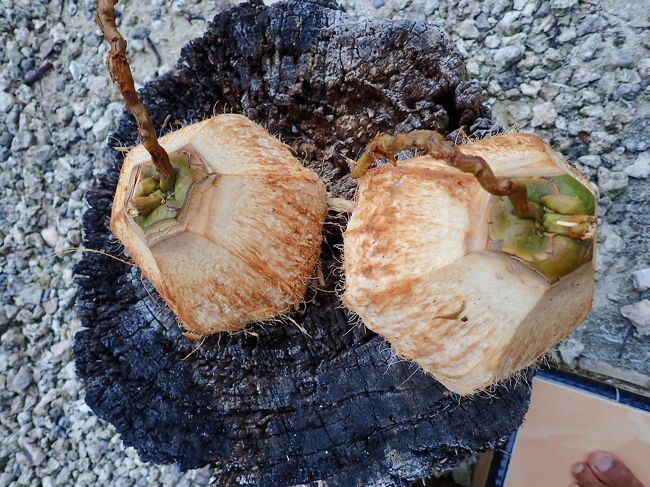 宿では、オーナーが市場からヤシの実を買って来ていて、