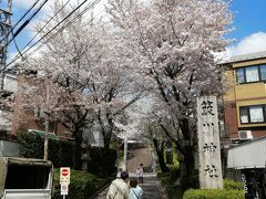 やってきたのは小石川植物園の西隣にある簸川神社。住所的には千石。
参道脇の桜が立派です。