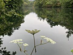 雲場池まで歩いて10分。
朝の散歩にはちょうど良い距離です。