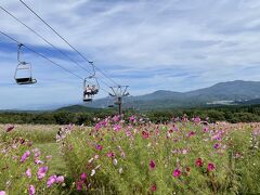 12:00 黒姫高原のコスモス園に来ました。