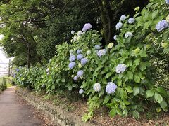 王子駅中央口から１分ほど、紫陽花が咲く飛鳥の小径に向かいました。JR線路沿いにある狭い道で景観は良いとは言えませんが、多くの人が訪れカメラに収めていました。