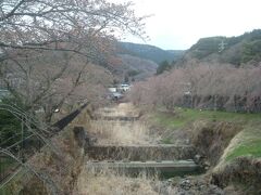 桜を期待して、宮城野早川堤へ寄り道しましたが、3月下旬では全く咲いていませんでした。