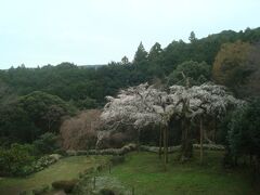 この坂を上ったところから見る、長興山しだれ桜がきれいでした。
