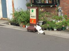 公園を出て、最寄りの大宮公園駅に向かいました。
駅前のカフェの前に猫がいました。
