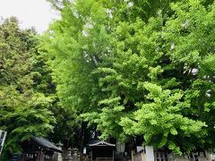 熊野大社。
1,200年の歴史がある日本三熊野のひとつだそうです。
右側はものすごく立派な大銀杏の樹。