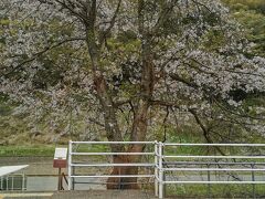 桜が綺麗に咲いてます