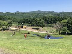 続て、アートの森の隣にある牧場に行ってみました。
こちらは引退した競走馬の老人ホームみたいな場所だそうです。
すべての馬がこんな風に余生を送れるわけではないんですよね。
