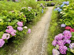 紫陽花は、そこそこ咲いてくれてましたねぇ