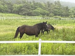 尻屋崎 寒立馬