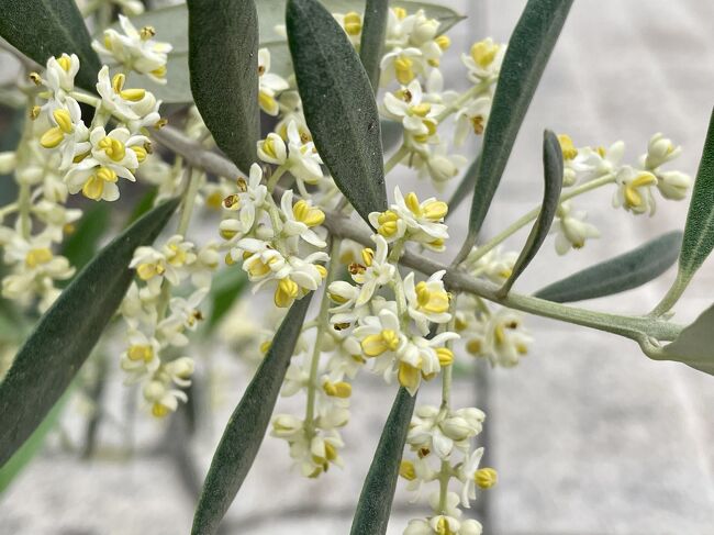 初めてオリーブの花を見たような。<br />小さな可憐なお花です。