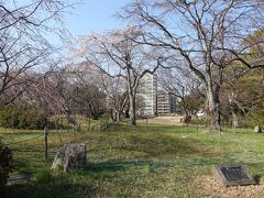 　三の丸広場の桜