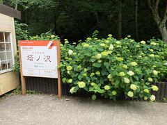 塔ノ沢駅。
紫陽花と銭新井弁天がある。