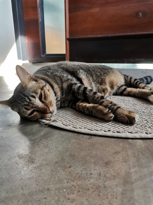 Baan Mai Kradan Hostel Chiang Rai<br />バーンマイクラダン　ホステル　チェンライ<br /><br /><br />看板猫のラムヤイ<br />敷地内をウロついているんだけど（パトロール）<br />あまり出会えないレアキャラ。