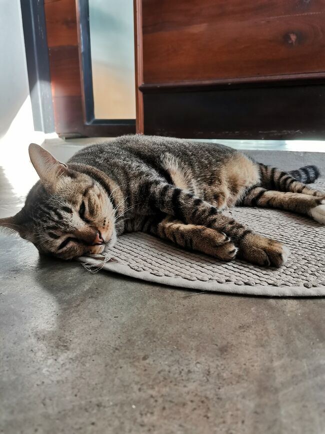 Baan Mai Kradan Hostel Chiang Rai<br />バーンマイクラダン　ホステル　チェンライ<br /><br />やっぱり猫は可愛い。