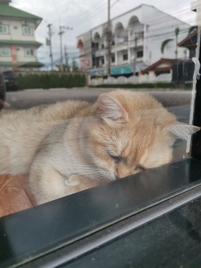 Little Paw Cafe Chiangrai <br /><br />ペットホテルも兼ねてるみたい。<br />