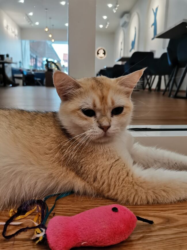 Little Paw Cafe Chiangrai <br /><br />さっきまで4人猫部屋にいたんだけど、<br />みんな帰ったのを見計らって入室。<br />貸切！<br />イエーイ。<br />ホシコ